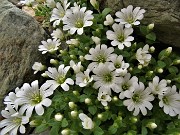 34 Bellissimi fiori bianchi di Cerestium alpinum (Cerestio alpino)